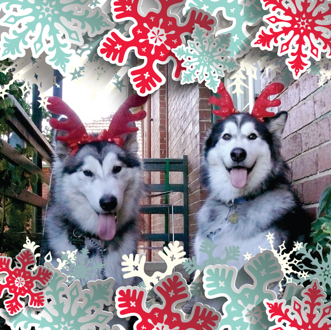 Web Prophets dogs Luna and Arnie with reindeer antlers